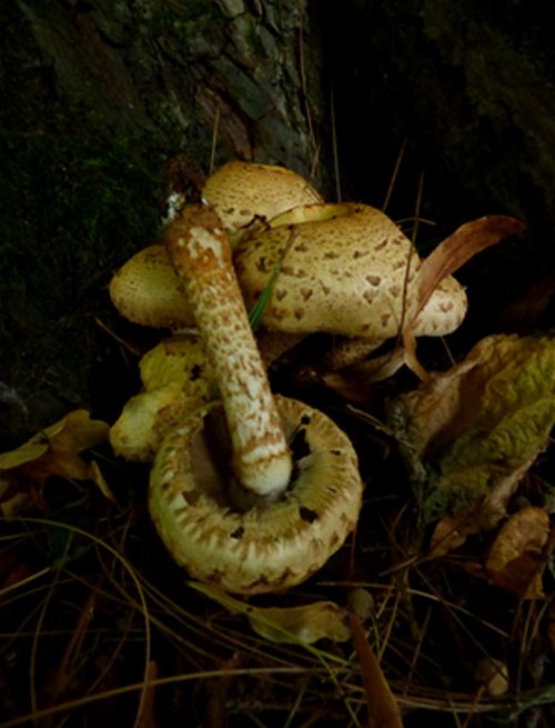 Young caps complete with a veil that has begun to break on lime in Runnymede, Surrey